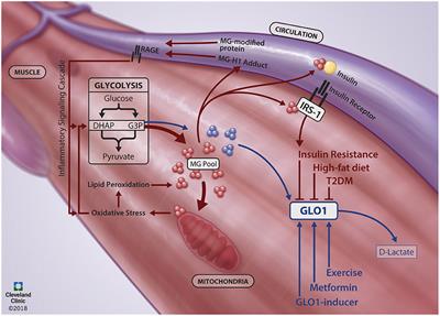 Dicarbonyl Stress and Glyoxalase-1 in Skeletal Muscle: Implications for Insulin Resistance and Type 2 Diabetes